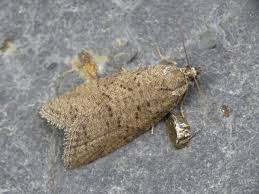 Attēlu rezultāti vaicājumam “Pandemis cinnamomeana female”