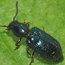 Attēlu rezultāti vaicājumam “Necrobia violacea”