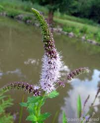 Attēlu rezultāti vaicājumam “Mentha spicata flower”