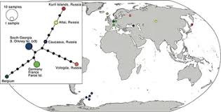 Attēlu rezultāti vaicājumam “Schistidium apocarpum stalked”