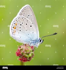 Attēlu rezultāti vaicājumam “Agrodiaetus amandus female”
