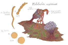 Attēlu rezultāti vaicājumam “Craterium minutum spores”