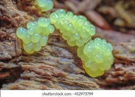 Attēlu rezultāti vaicājumam “Stemonitis fusca plasmodium”