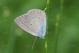 Attēlu rezultāti vaicājumam “Cyaniris semiargus”