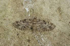 Attēlu rezultāti vaicājumam “Eupithecia tantillaria”