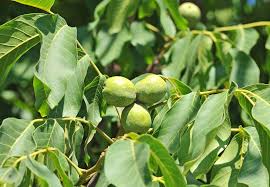 Attēlu rezultāti vaicājumam “Juglans regia fruit”