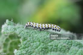 Attēlu rezultāti vaicājumam “Cucullia verbasci larva”