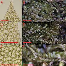 Attēlu rezultāti vaicājumam “Lophocolea minor”