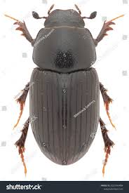 Attēlu rezultāti vaicājumam “Aphodius subterraneus”