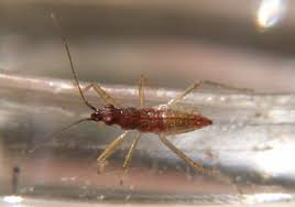 Attēlu rezultāti vaicājumam “Nabidae”