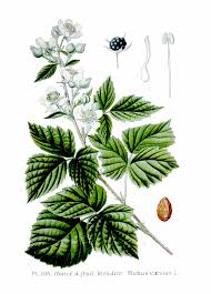 Attēlu rezultāti vaicājumam “Rubus caesius”