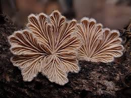 Attēlu rezultāti vaicājumam “Schizophyllum commune”