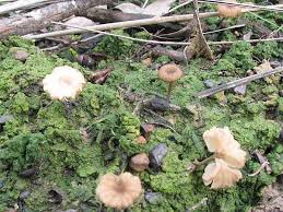 Attēlu rezultāti vaicājumam “Lichenomphalia umbellifera”