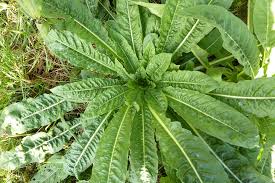 Attēlu rezultāti vaicājumam “Oenothera biennis leaf”