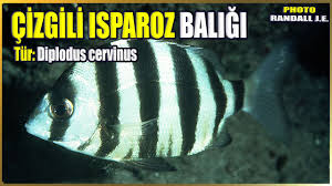 Image result for Diplodus cervinus