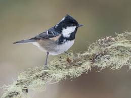 Attēlu rezultāti vaicājumam “Periparus ater adult”