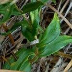 Attēlu rezultāti vaicājumam “Gentiana pneumonanthe leaf”