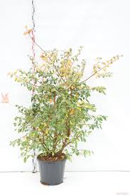 Attēlu rezultāti vaicājumam “Ulmus minor f. suberosa”