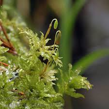Attēlu rezultāti vaicājumam “Atrichum undulatum”
