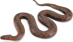 Attēlu rezultāti vaicājumam “Vipera berus”