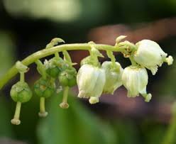Attēlu rezultāti vaicājumam “Orthilia secunda flower”