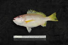 Image result for Lutjanus alexandrei