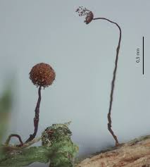 Attēlu rezultāti vaicājumam “Cribraria atrofusca macro”