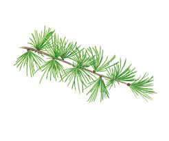 Attēlu rezultāti vaicājumam “Larix decidua”