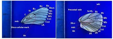 Attēlu rezultāti vaicājumam “Aporia crataegi female”