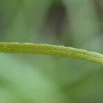 Attēlu rezultāti vaicājumam “Eriophorum latifolium leaf”