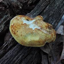 Attēlu rezultāti vaicājumam “Buglossoporus quercinus”