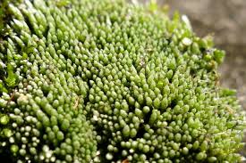 Attēlu rezultāti vaicājumam “Bryum”