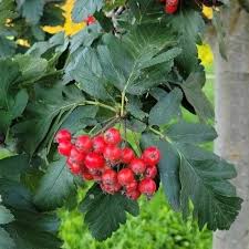 Attēlu rezultāti vaicājumam “Sorbus intermedia fruit”