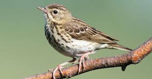 Attēlu rezultāti vaicājumam “Anthus trivialis”