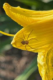 Attēlu rezultāti vaicājumam “Trichia longipalpis macro”