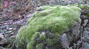 Attēlu rezultāti vaicājumam “Dicranum scoparium sporophyte”