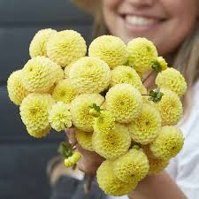 Image result for Dahlia x pinnata `Pompon Lilliput`