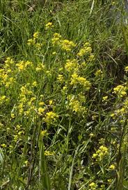 Attēlu rezultāti vaicājumam “Rorippa amphibia leaf”