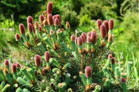 Attēlu rezultāti vaicājumam “Picea”