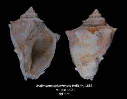 Image result for Melongena corona