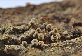 Attēlu rezultāti vaicājumam “Badhamia affinis”