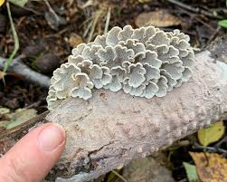 Attēlu rezultāti vaicājumam “Plicaturopsis crispa”