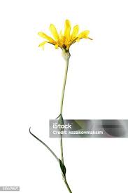 Attēlu rezultāti vaicājumam “Tragopogon heterospermus”