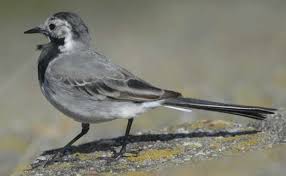 Attēlu rezultāti vaicājumam “Motacilla alba adult”