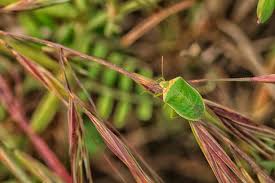 Attēlu rezultāti vaicājumam “Palomena prasina imago”