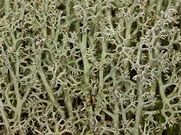 Attēlu rezultāti vaicājumam “Cladonia mitis”
