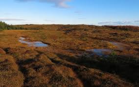 Attēlu rezultāti vaicājumam “Sphagnum tenellum”