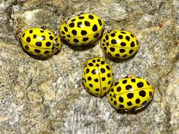 Attēlu rezultāti vaicājumam “Psyllobora vigintiduopunctata”