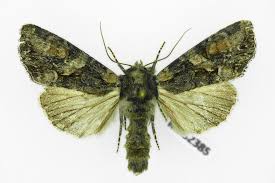 Attēlu rezultāti vaicājumam “Lacanobia contigua”