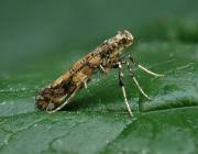 Attēlu rezultāti vaicājumam “Gracillaria syringella”